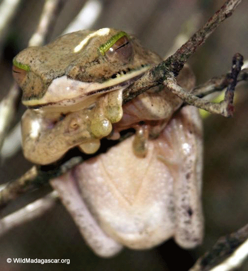 Boophis albilabris frog
