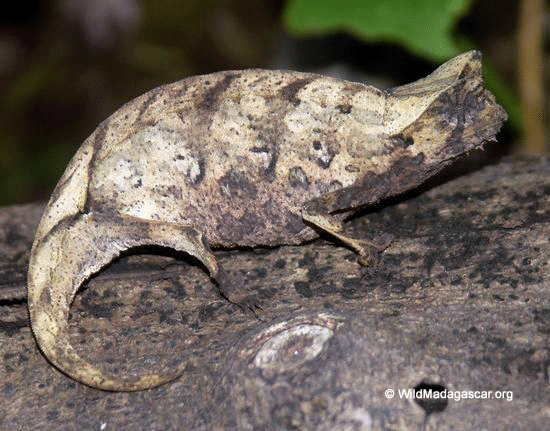 Brookesia superciliaris chameleon