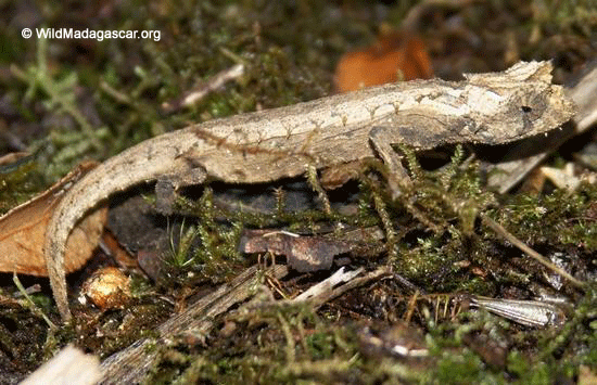 Brookesia thieli chameleon (Ranomafana N.P.)