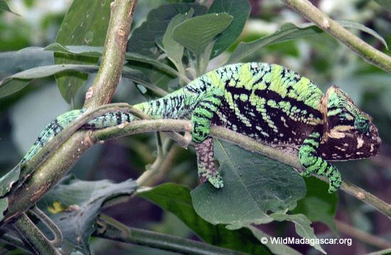 Calumma globifer chameleon (Ranomafana N.P.)