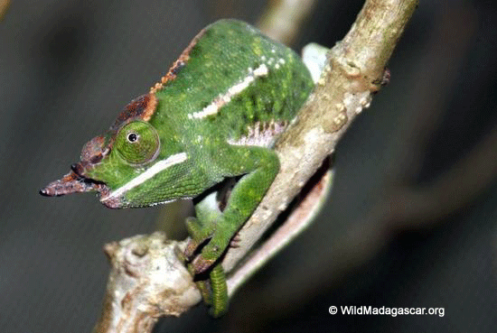 Furcifer willsii (Male) (Ranomafana N.P.)