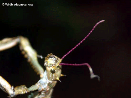 Stick insect Purple Antenna (Ranomafana N.P.)