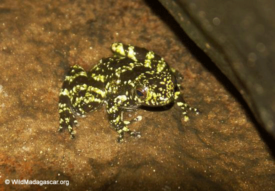 Mantidactylus lugubris frog (Ranomafana N.P.)