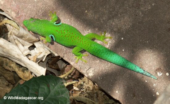 Phelsuma quadriocellata gecko  (Ranomafana N.P.)