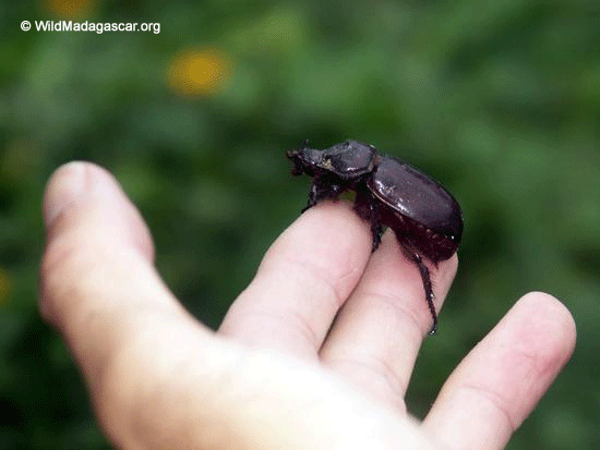 Beetle on hand  (Ranomafana N.P.)