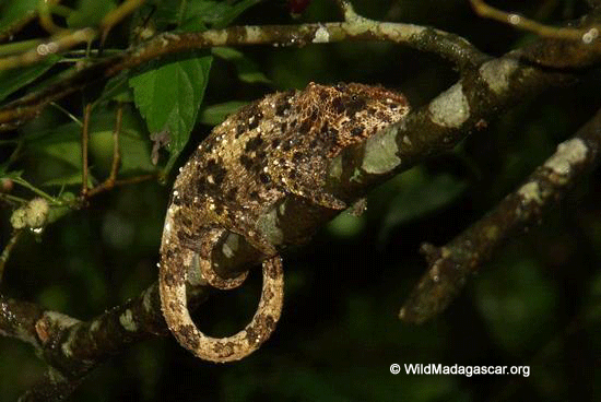calumma brevicornisカメレオン（メス）