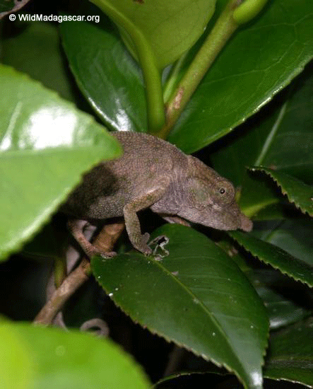 Calumma nasutus chameleon (Ranomafana N.P.)