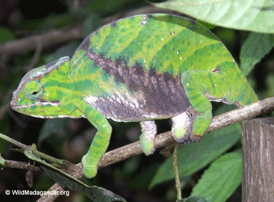 Furcifer balteatus chameleon (Ranomafana N.P.)