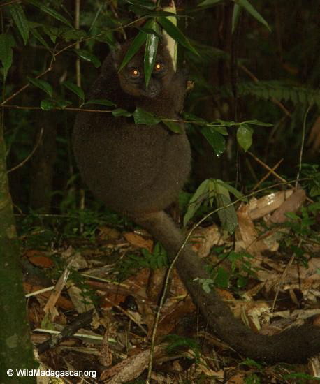 Greater Bamboo Lemur  (Ranomafana N.P.)