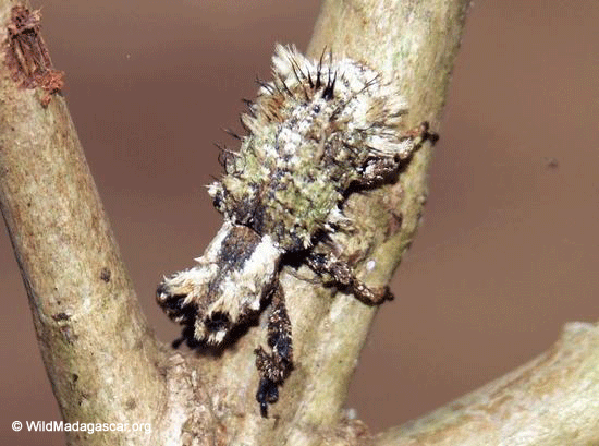 Lutinus Beetle (Ranomafana N.P.)