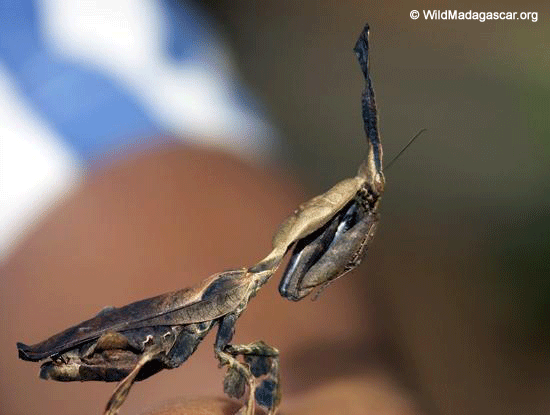 Brown Praying Mantis (Phyllocrania paradoxa) (Ranomafana N.P.)