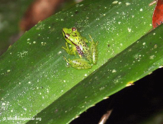 Mantidactylus pulcher  (Ranomafana N.P.)