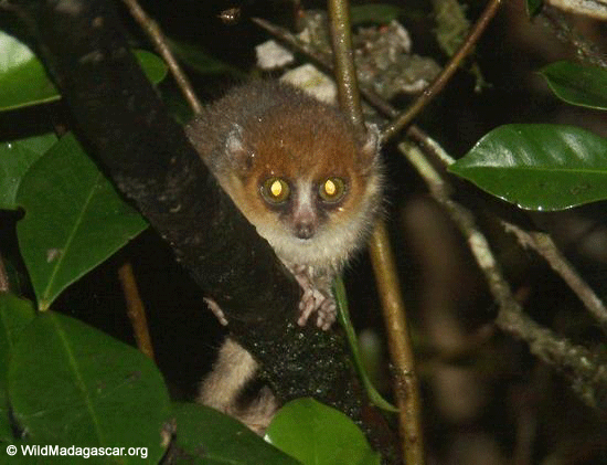 Microcebus rufus (Brown mouse lemur) (Ranomafana N.P.)