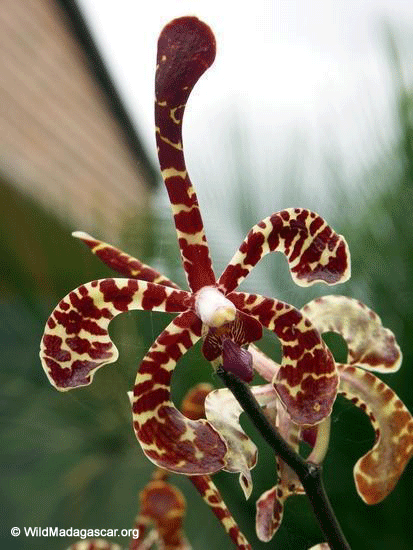 Arachnis flosaeris Orchid of Indonesia (Ranomafana N.P.)