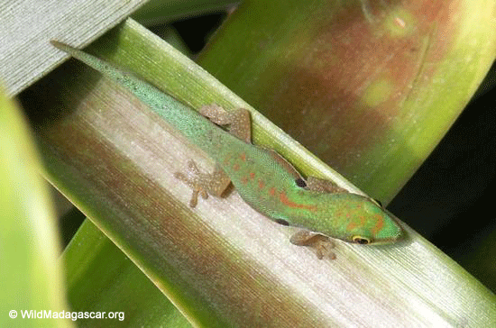 Phelsuma gecko (Ranomafana N.P.)