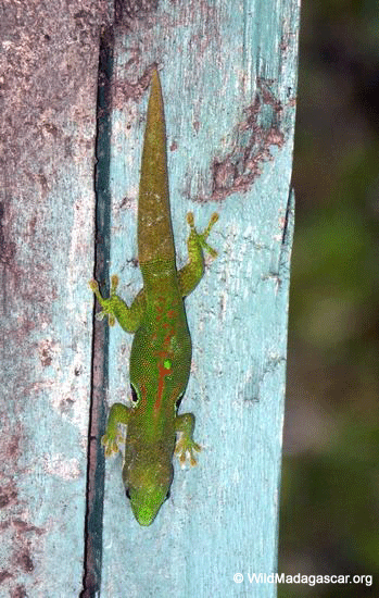 Phelsuma day gecko (Ranomafana N.P.)