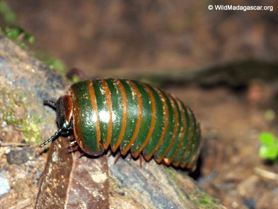 Pill Millipede (Green  color) (Ranomafana N.P.)