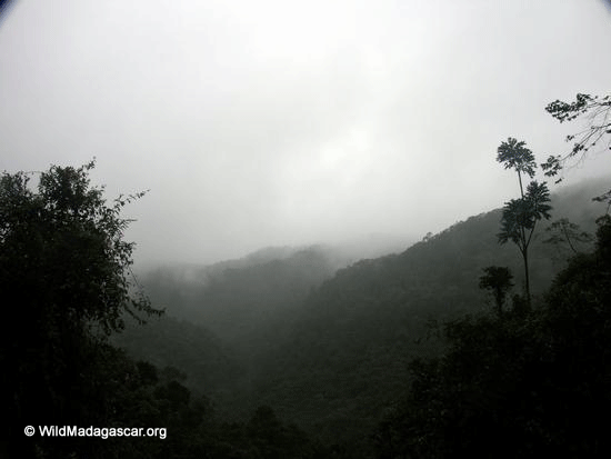 ranomafana国立公園の森林に覆われた谷