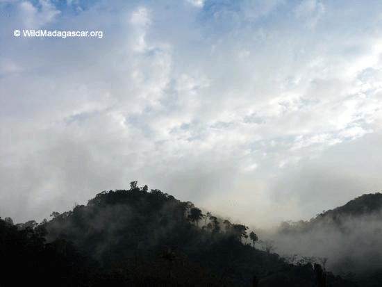 霧のranomafana国立公園の熱帯雨林から上昇