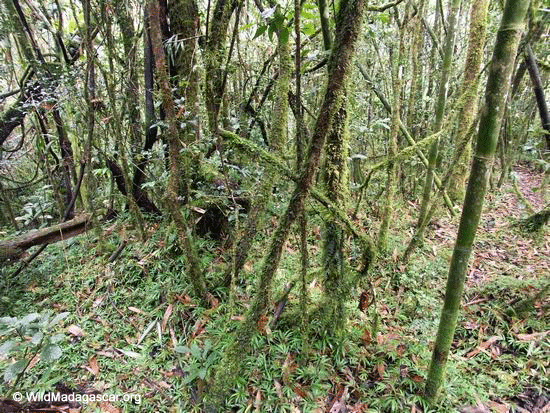 Moos und Farn bedeckten Baumstämme Ranomafana im Nationalpark