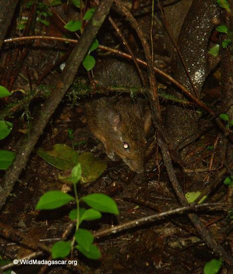 Red Forest Rat (Nesomys rufus) (Ranomafana N.P.)