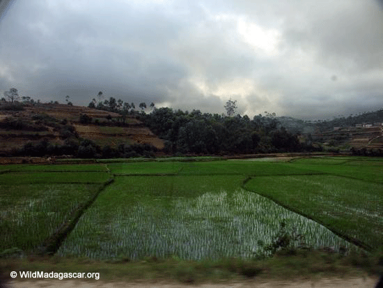 Reis-Paddys nähern sich Fianarantsoa 