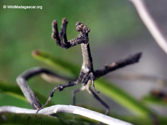 Stick Mantid  (Ranomafana N.P.)