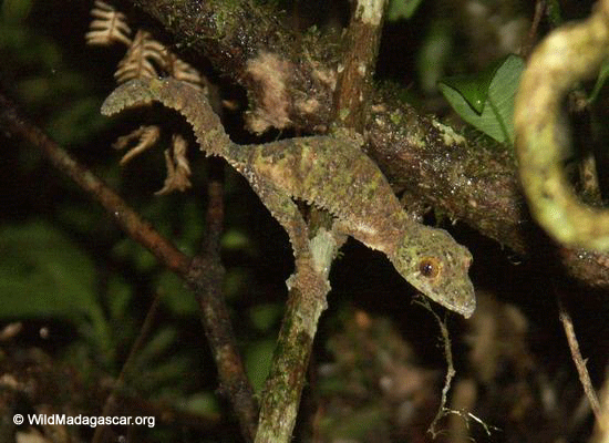 Uroplatus fimbriatus gecko (Ranomafana N.P.)