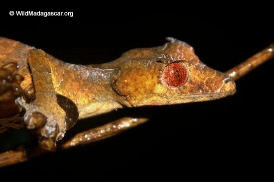 Uroplatus phantasticus gecko 