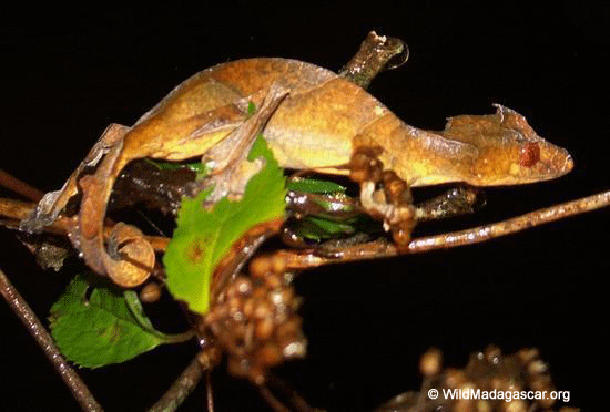 Uroplatus phantasticus gecko  (Ranomafana N.P.)