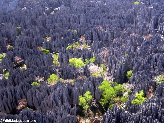  The dry forests of Madagascar's limestone karsts, known as tsingy in Malagasy. Photo by: Rhett A. Butler.