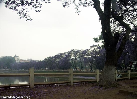 湖anosyジャカランダの木が並ぶ