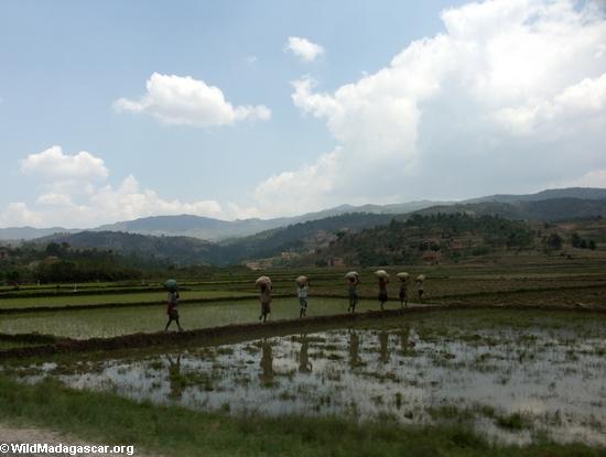 Rice fields of Malagasy highlands(RN7)