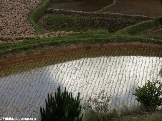 Reis fängt von den madagassischen Hochländern auf