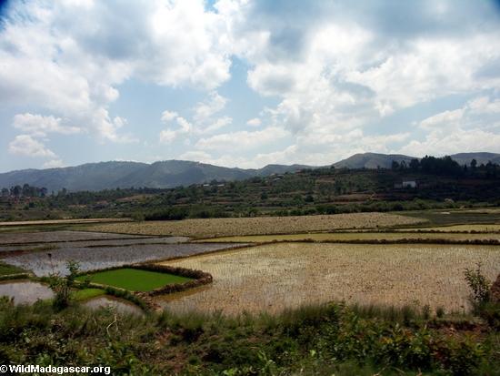 Reis fängt von den madagassischen Hochländern auf