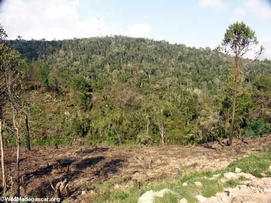マダガスカルの森林破壊
