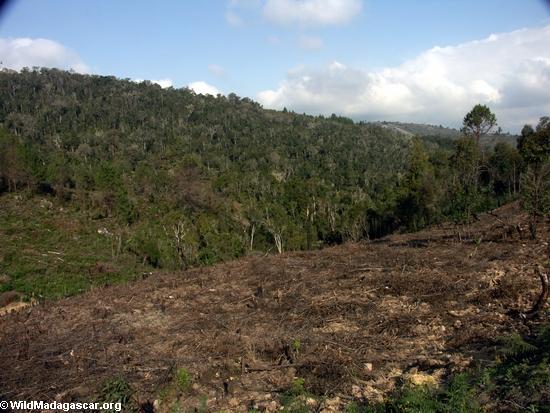 マダガスカルの森林破壊