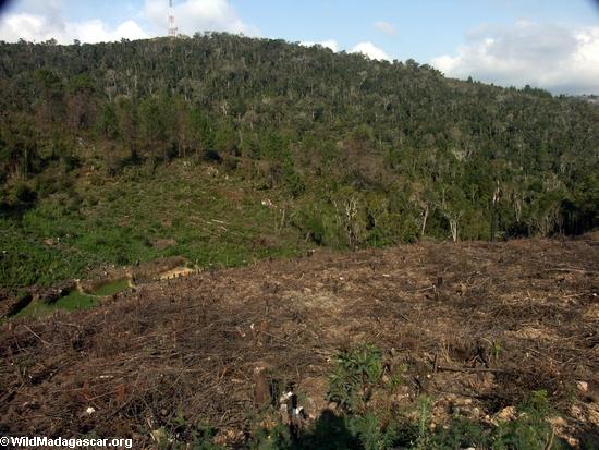 Abholzung in Madagaskar