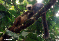 Pair of White-fronted Brown Lemurs (Nosy Mangabe)