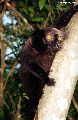 Male black lemur tree (Nosy Komba)