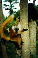 Black lemurs (Nosy Komba)