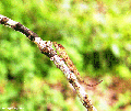 Blue-nosed Chameleon (Montagne d' Ambre)