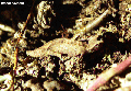 Brookesia chameleon in soil (Montagne d' Ambre)