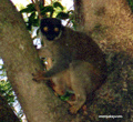 Common brown lemur (Nosy Tanikely)