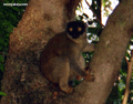 Common brown lemur (Eulemur fulvus fulvus) (Nosy Tanikely)