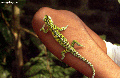Fucifer chameleon on arm (Andasibe)
