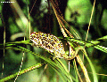Furcifer chameleon (Andasibe)