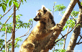 ringtail lemur (Berenty)