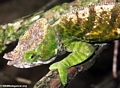 Parson's chameleon in highland forest of Madagascar (Andasibe)