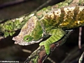 Parsoni chameleon (Andasibe)